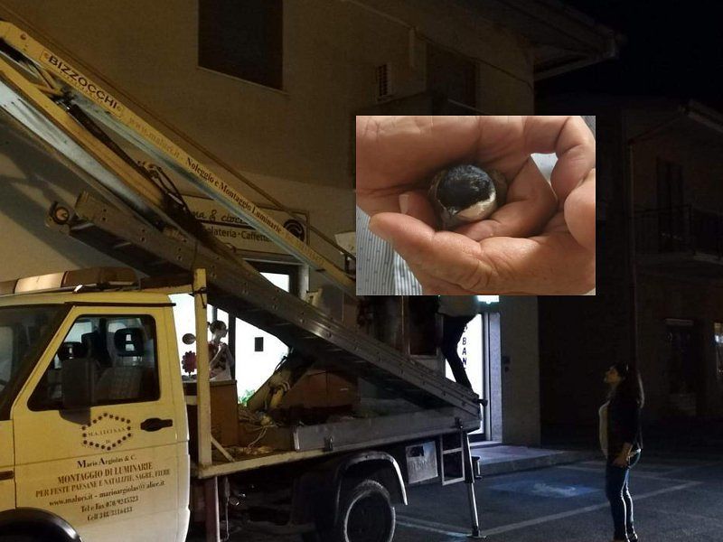 Rondine “intrappolata” dentro il nido salvata a Pula: “Aveva una zampa bloccata da uno spago”