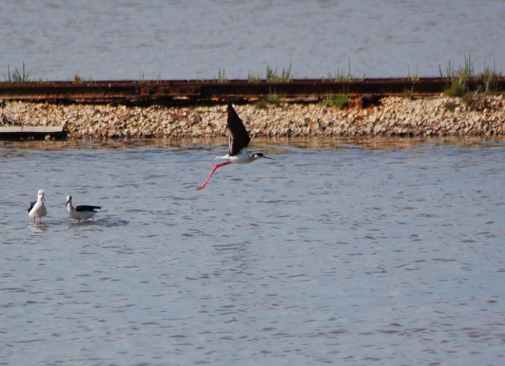 Saline di Carloforte, il Grig: “Sì al sale, no allo scempio ambientale”