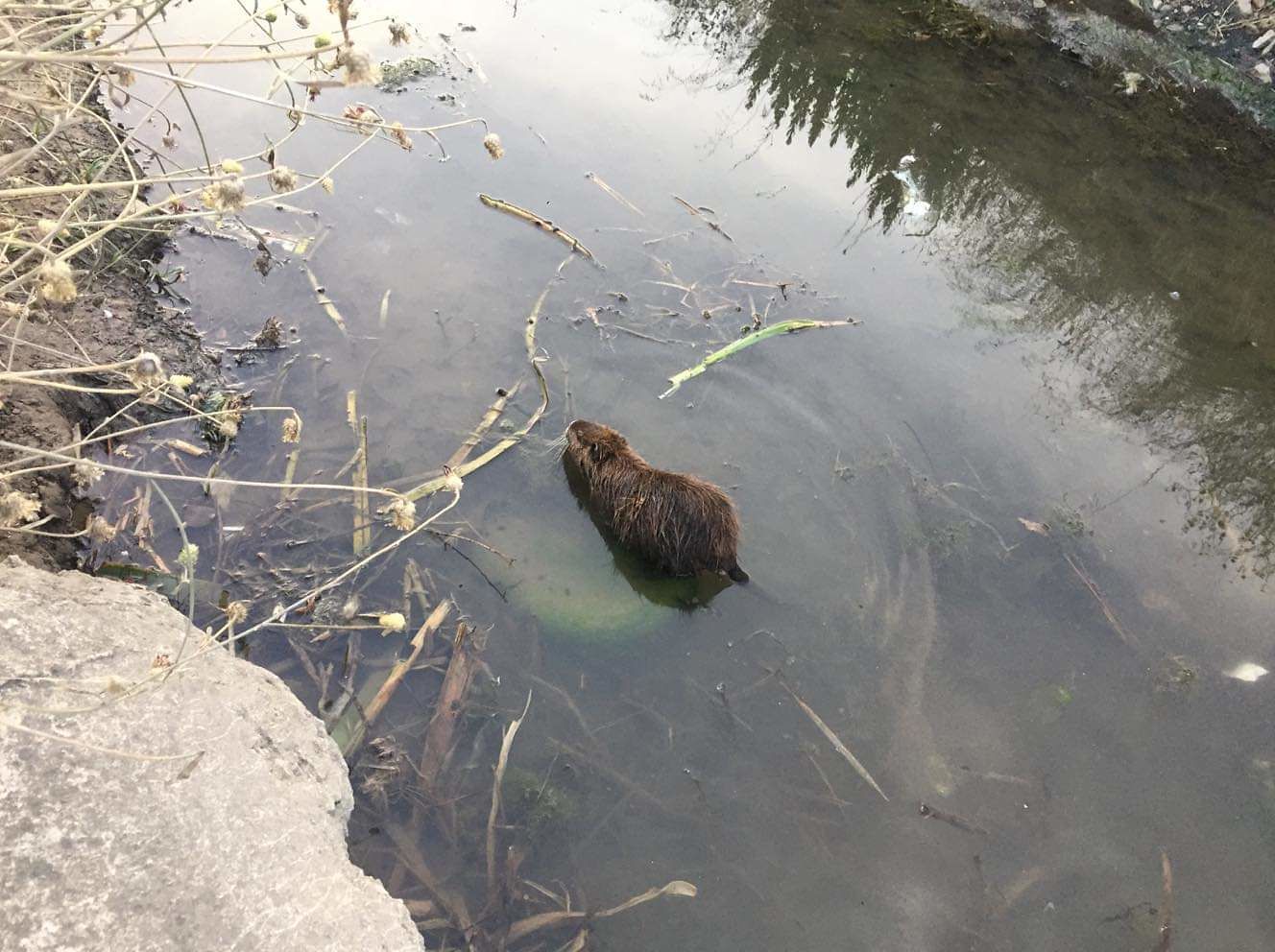 Sos nutrie, dopo il Poetto eccole a Elmas: “Sono enormi e passeggiano vicino alle case”