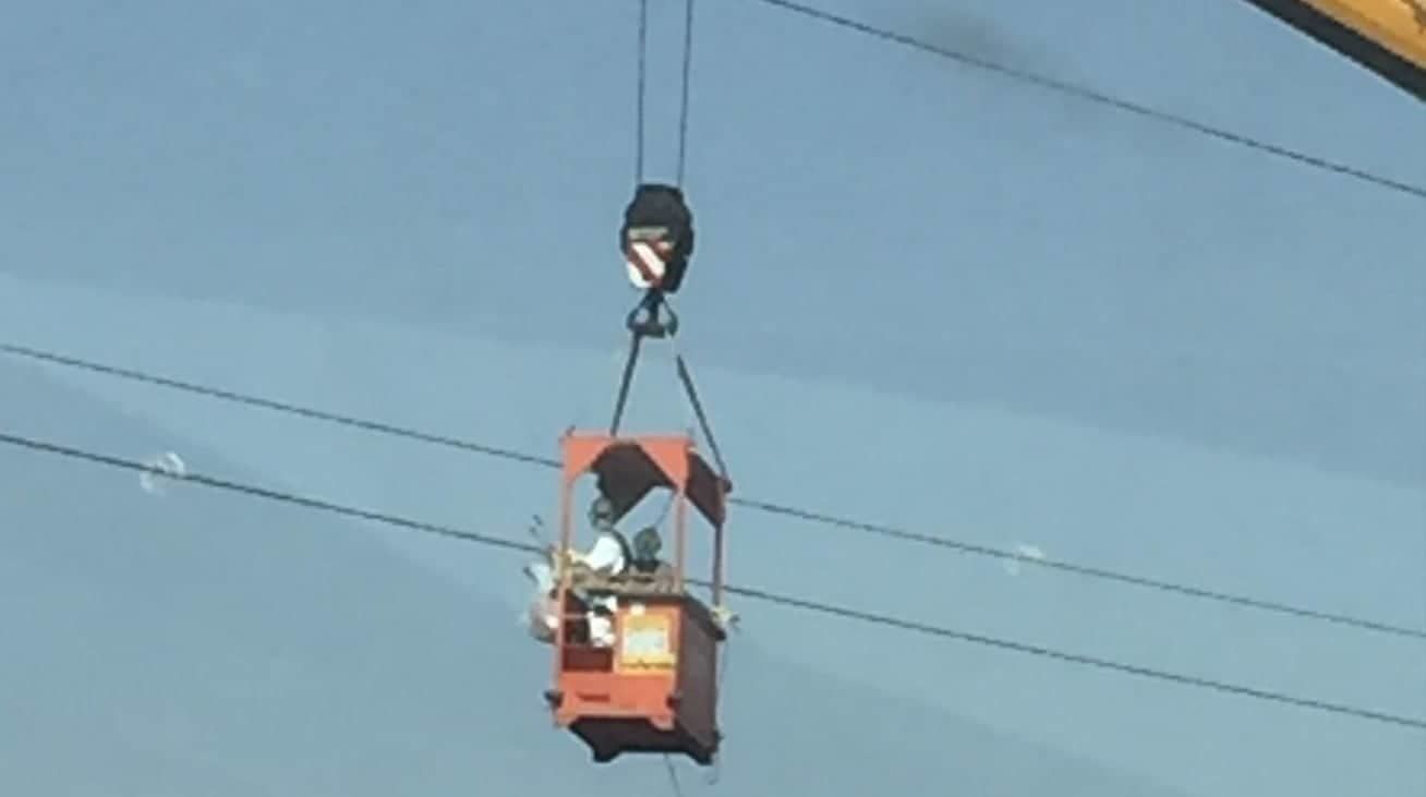 Cagliari, recuperato dopo 8 giorni il fenicottero morto sui fili dell’alta tensione