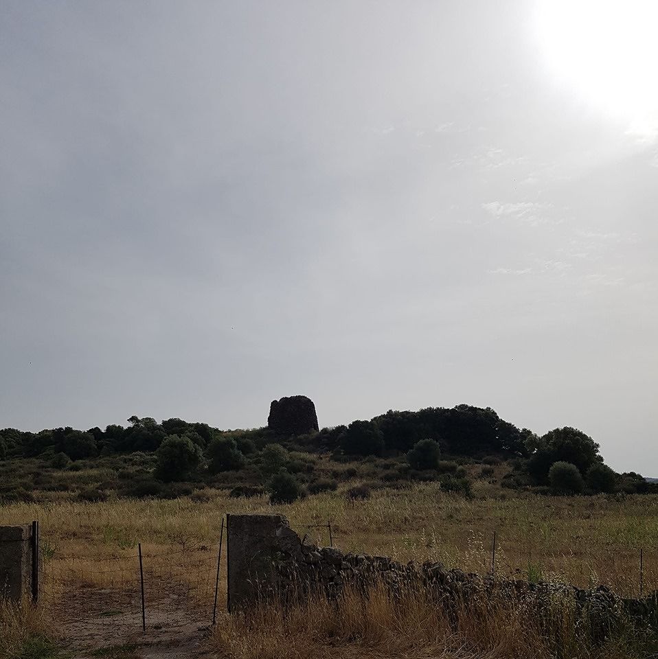 Invasione di cavallette, il Sindaco di Orani: “Il fenomeno è preoccupante ma non scateniamo panico”