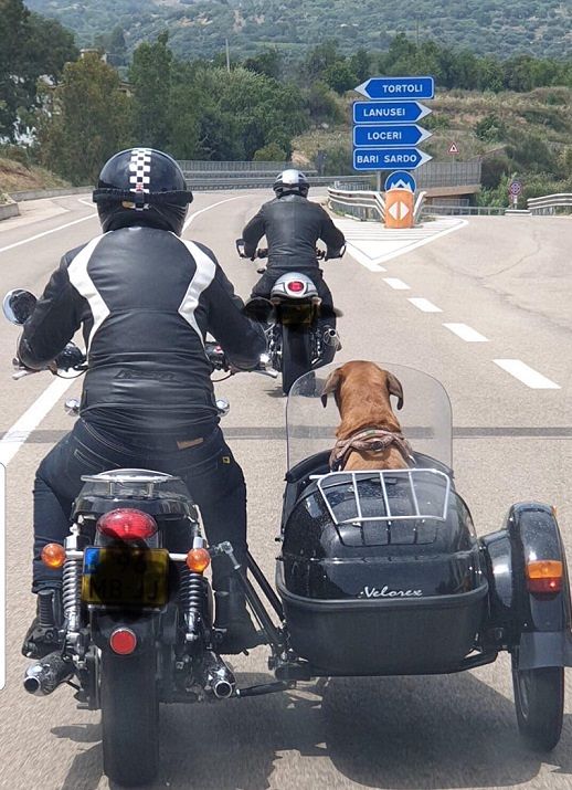 In vacanza in Sardegna in moto con il cane sul sidecar: un esempio da emulare