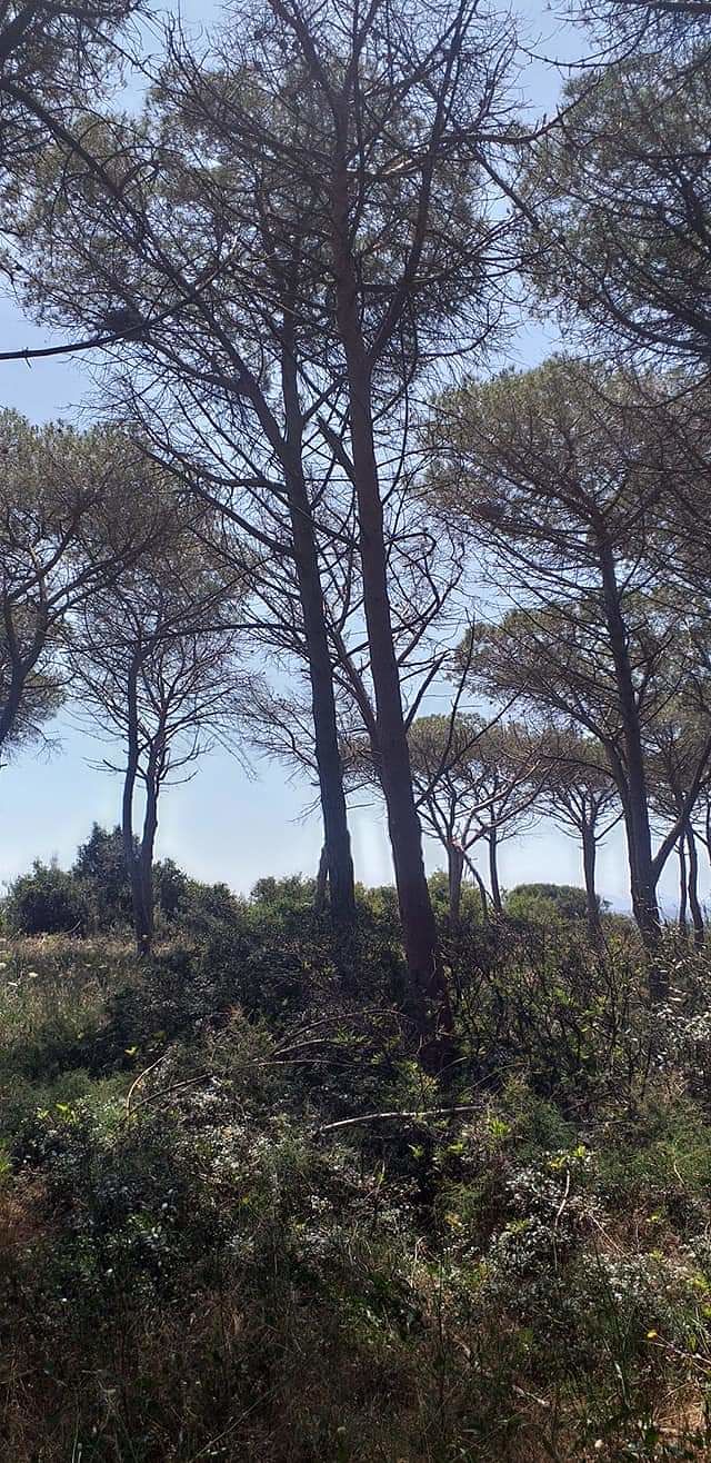 Arborea, l’appello del sindaco per tutelare la pineta litoranea