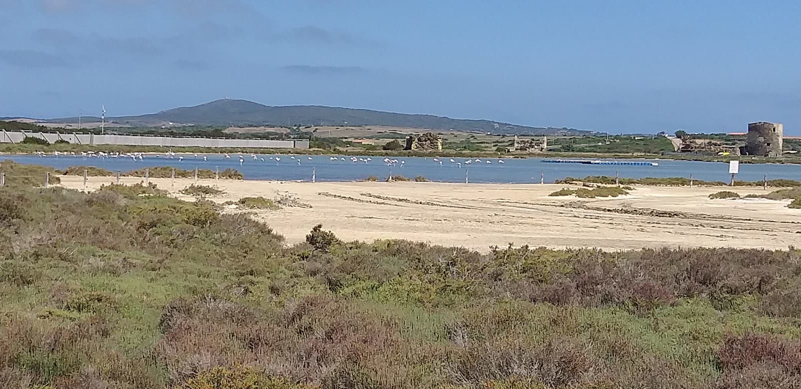 Record di Sterne alle Saline di Stintino, tornati anche i fenicotteri