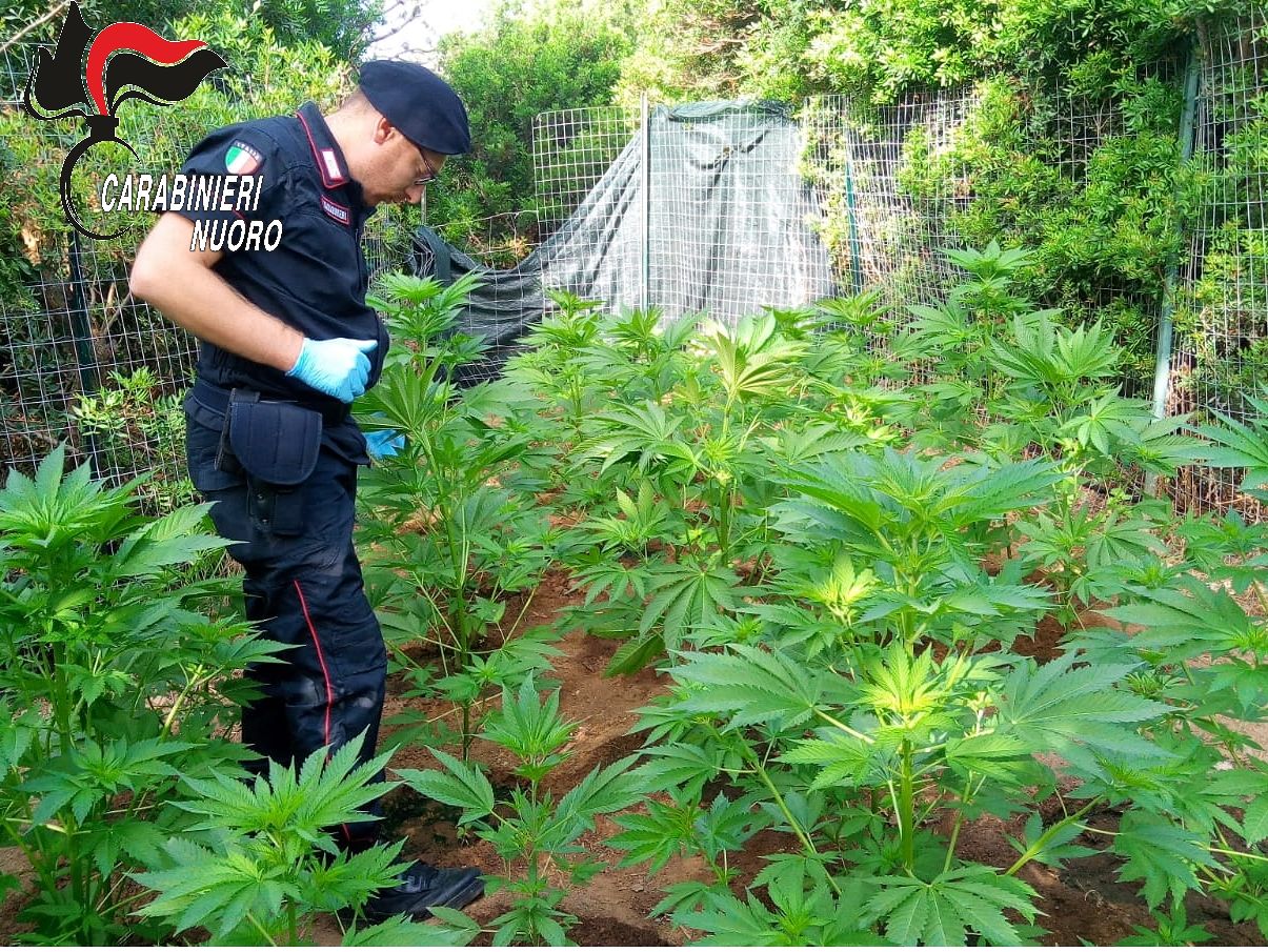 Tertenia, coltivavano cannabis nell’orto di casa: nei guai madre e figlio
