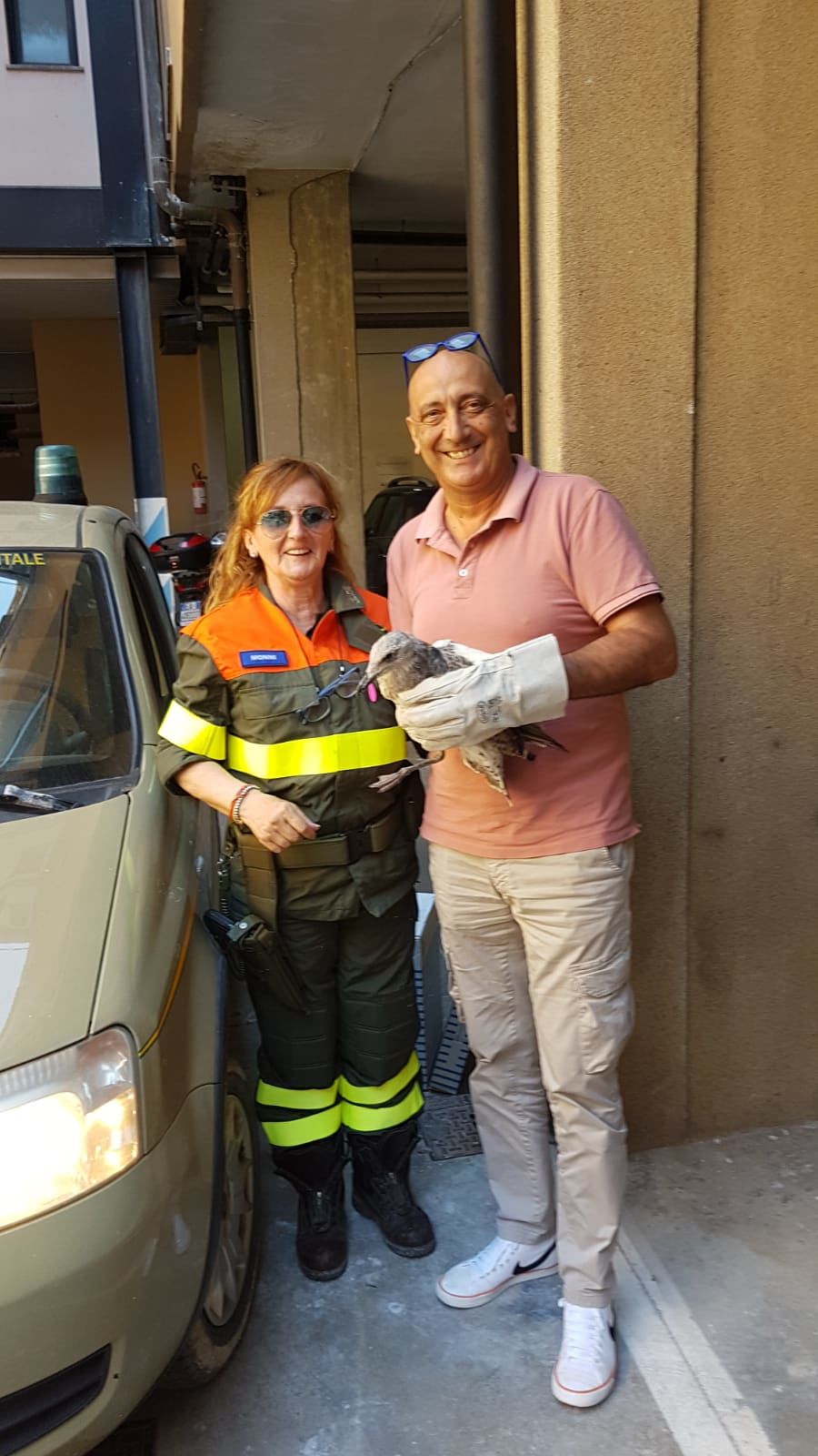 Cagliari, pullo di gabbiano cade dal tetto del Palazzo di Giustizia: soccorso dai Forestali