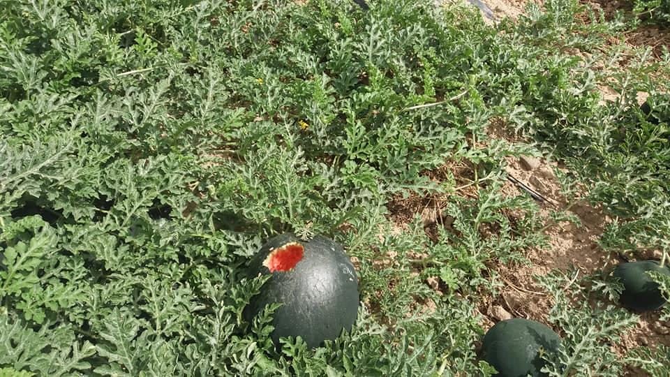 Medio Campidano, le cornacchie devastano i raccolti