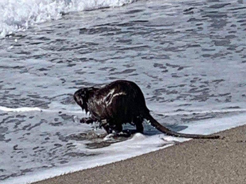 Grande caldo a Cagliari, una grossa nutria fa il bagno al Poetto