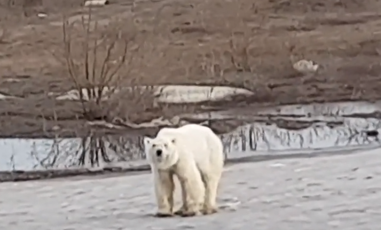 L’orso polare stremato e affamato dall’Artico in una città russa in cerca di cibo