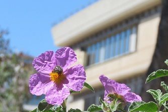 I giardini dell’Università nel contesto urbano di Cagliari