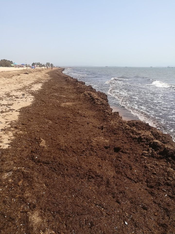 La posidonia “invade” Maddalena Spiaggia come il Poetto, ancora proteste: “Il bagno qui non lo facciamo”