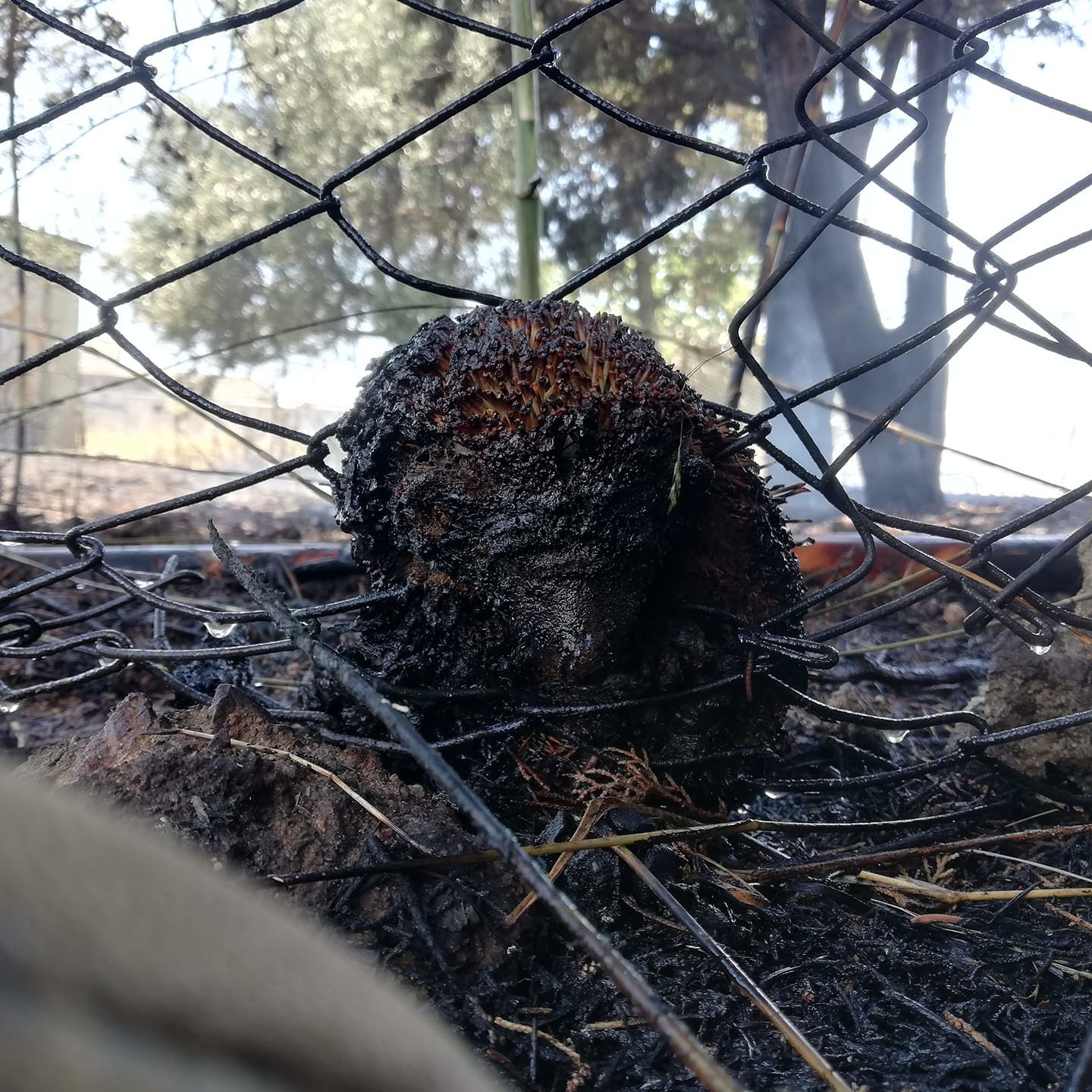 Brutto incendio a Selargius: “Ecco come gli animali selvatici muoiono per colpa dei piromani”