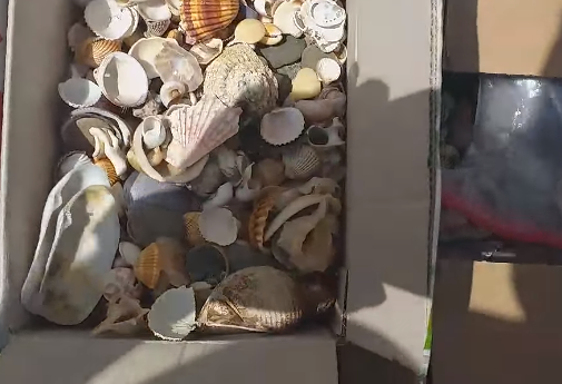 Pietre, conchiglie, sabbia depredate dalle spiagge sarde: il video del “bottino”