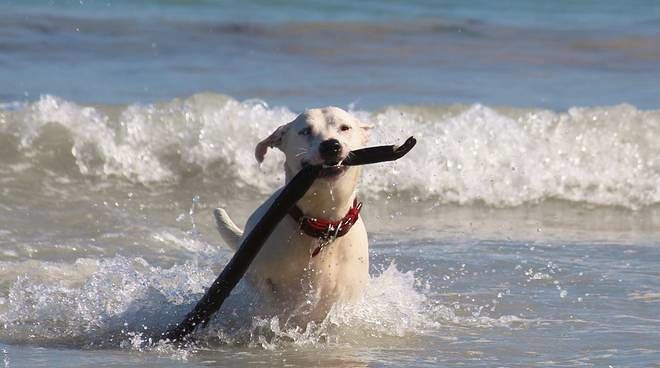 Cagliari, la rabbia dei padroni dei cani: “Troppi incivili al Poetto, vogliamo un’area più grande per i nostri cuccioli”
