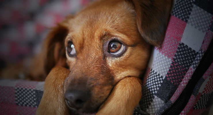Cani come i bambini: fanno gli occhi languidi per intenerire gli uomini