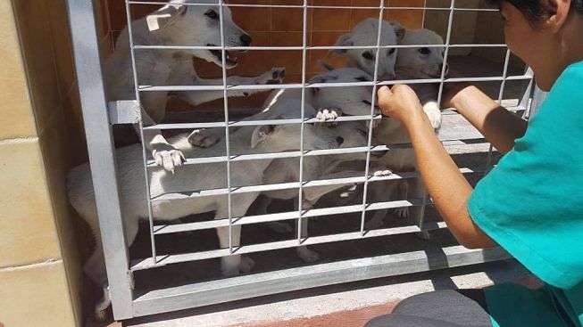 Heidi, Leo e Pane cuccioli da adottare: on line schede e foto degli ospiti del canile di Cagliari