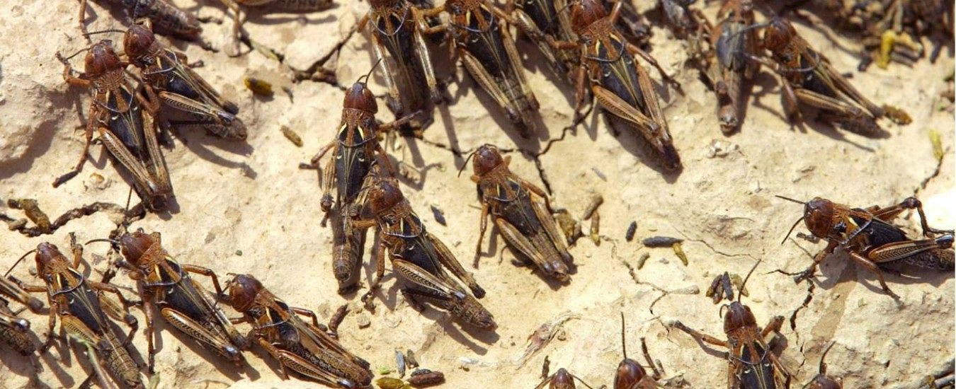 “Infestazioni di insetti in Sardegna, servono più uomini e un coordinamento regionale”