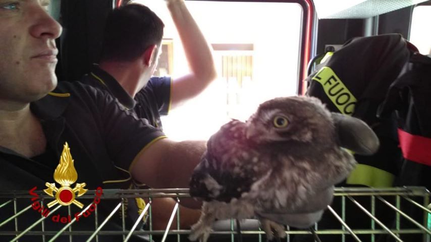 Sestu, tre civette disidradate trovate in un cestino dei rifiuti: le salvano i vigili del fuoco