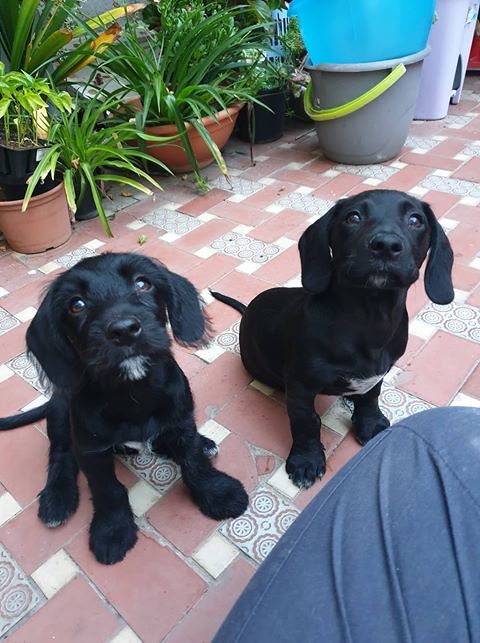 “Ho salvato due cani a Quartu, ma nessuno mi dà una mano: chi può aiutarmi?”