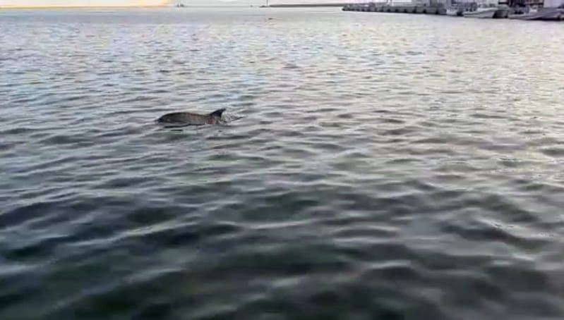 Cagliari, la magica danza dei delfini a Su Siccu