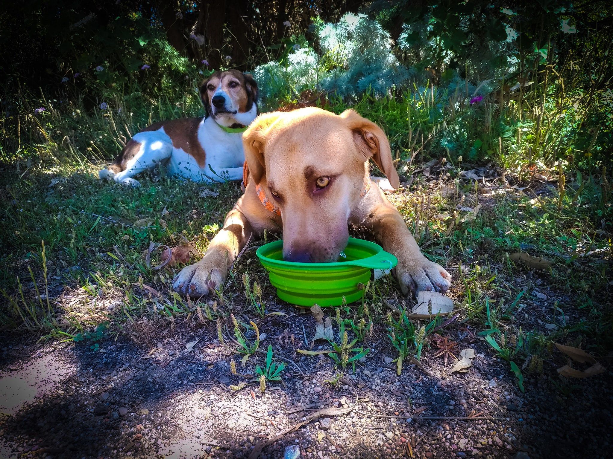 Demon, c’è un mondo oltre il cancello dove stava rinchiuso: sos per adottare il cucciolone