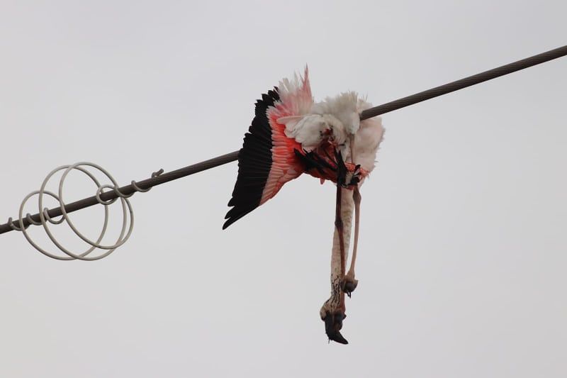 Cagliari, la triste fine di un fenicottero sui fili dell’alta tensione nelle saline Conti Vecchi