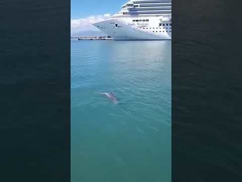 Lo spettacolo dei delfini al porto di Cagliari nel VIDEO di Marco su Casteddu Online