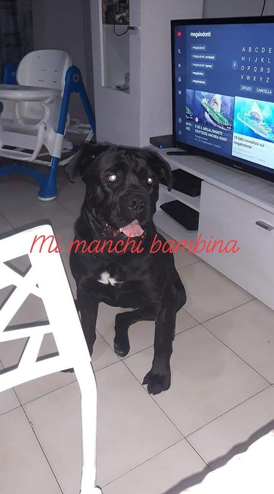 Mia, la cagnetta scappata per i botti a Cagliari: “E’ troppo buona, aiutateci a trovarla”