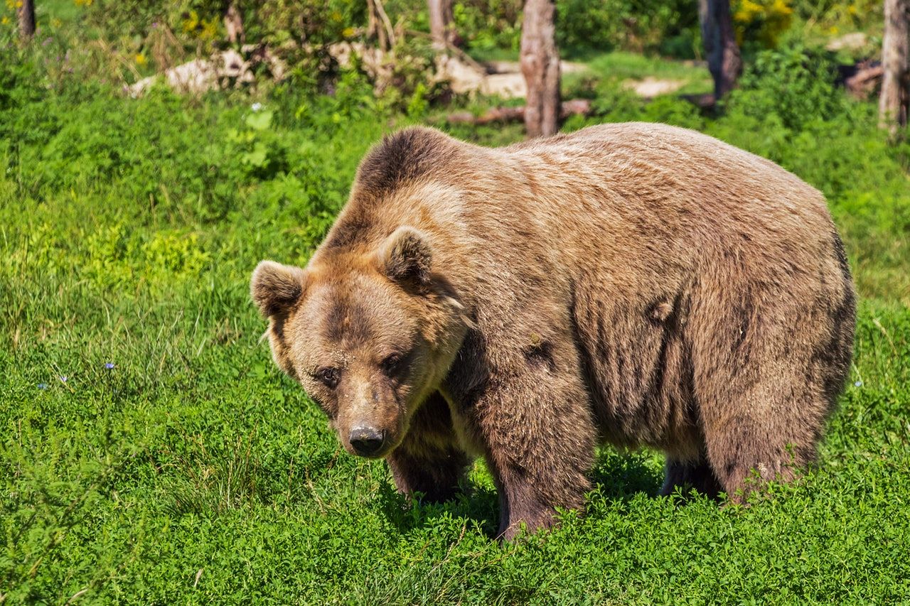 Slovenia, un orso attacca e ferisce una donna di 80 anni