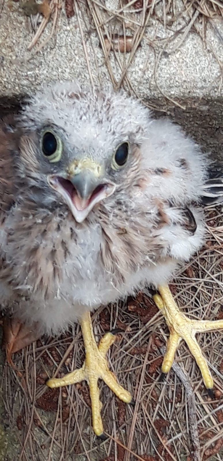 Lodè, salvati cinque pulli di gheppio