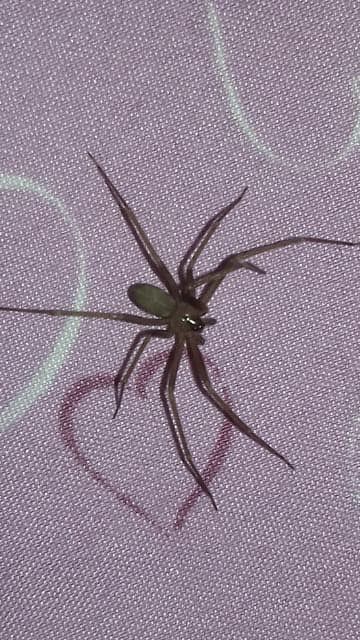 “A Teulada, ieri notte , mi sono trovata nel letto questo esemplare di ragno violino…”