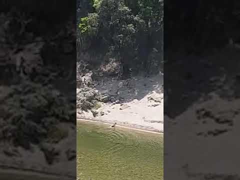 Seulo, il video dal cuore del Gennargentu: i mufloni nuotano nel Flumendosa