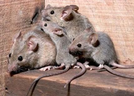 Lo strano caso dei topi suicidi in Olanda: a centinaia precipitano da un ponte