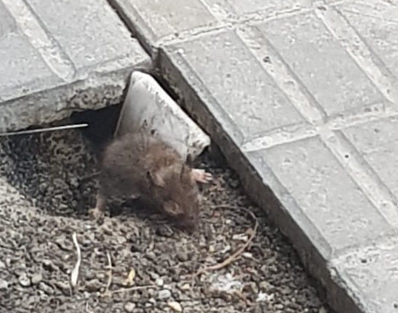 Emergenza topi a Cagliari: “Hanno fatto le tane in via dei Giudicati”