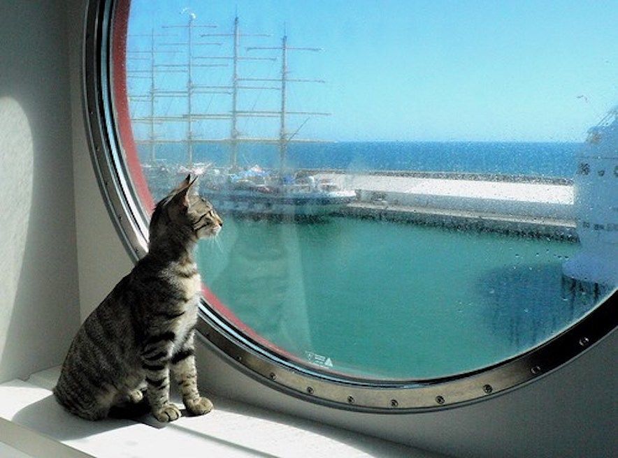 Cani e gatti adottati nella penisola: accordo a Porto Torres con Grandi Navi Veloci