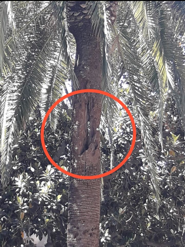 Cagliari, palma a rischio crollo sul Terrapieno: “Un po’ di maestrale e per qualcuno sarà un brutto ricordo”