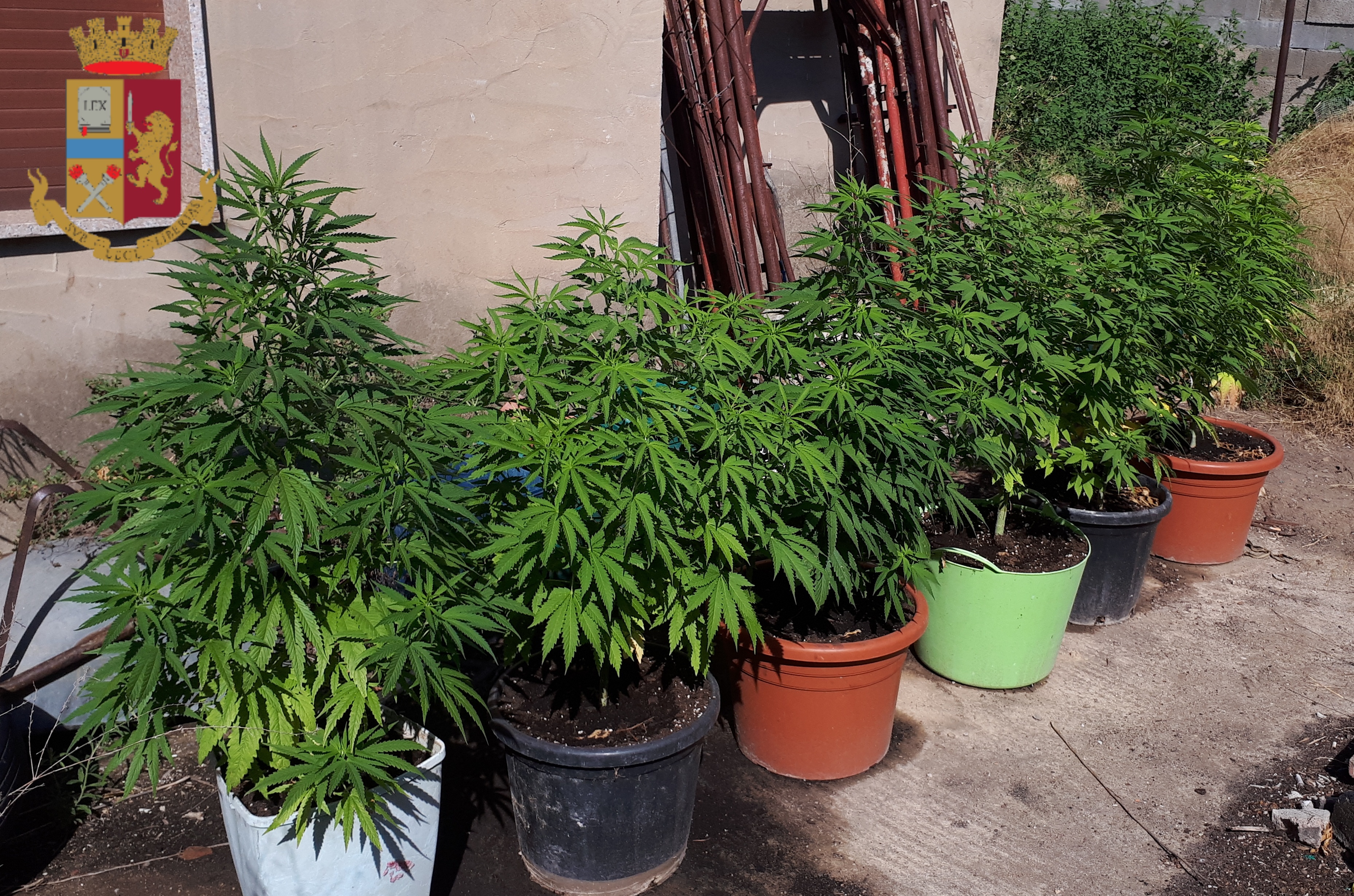 Domusnovas, insospettabile 19enne nasconde oltre 2 kg di droga e una serra artigianale in casa