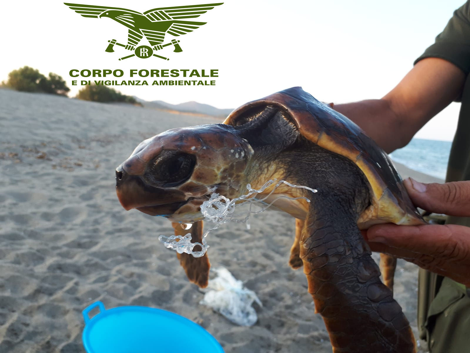 Il grande cuore di Gabriele non è bastato, è morta la tartaruga marina salvata dalla plastica a Villaputzu