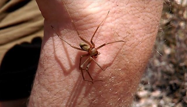 Ragno violino in Sardegna, decine di segnalazioni: due persone punte a Mandas