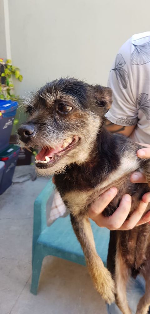 Dolcissima cagnolina ritrovata a Pirri: chi la riconosce?