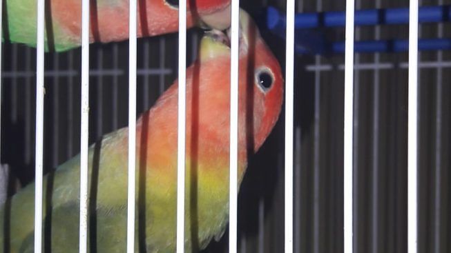 Ritrovato uno degli inseparabili smarriti a Pirri: ora manca il compagno, aiutiamolo