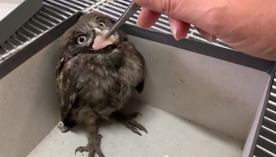 Cagliari, chiuse in un sacco e gettate nella spazzatura: dopo le cure tre civette riprendono il volo