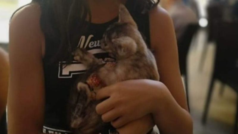 Il grande cuore di una ragazzina di Iglesias: “La gattina gettata tra i rifiuti? L’adotto io”