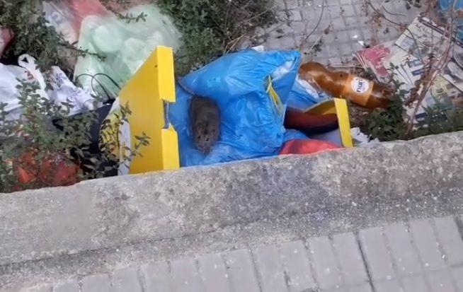 Cagliari, topi “di casa” a San Michele: “Gironzolano tra i rifiuti, non sappiamo cosa dobbiamo fare”