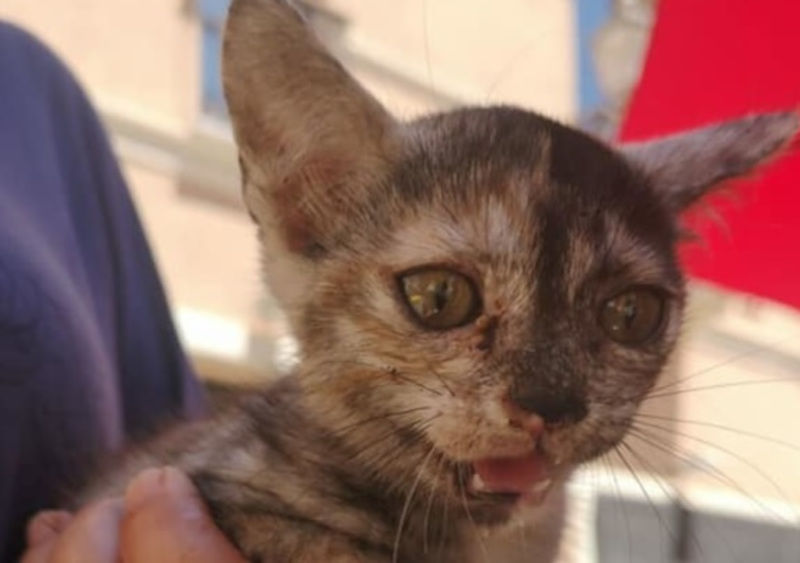 Orrore in un bar di Iglesias: “Gattina con le pulci gettata nel cestino dei rifiuti”