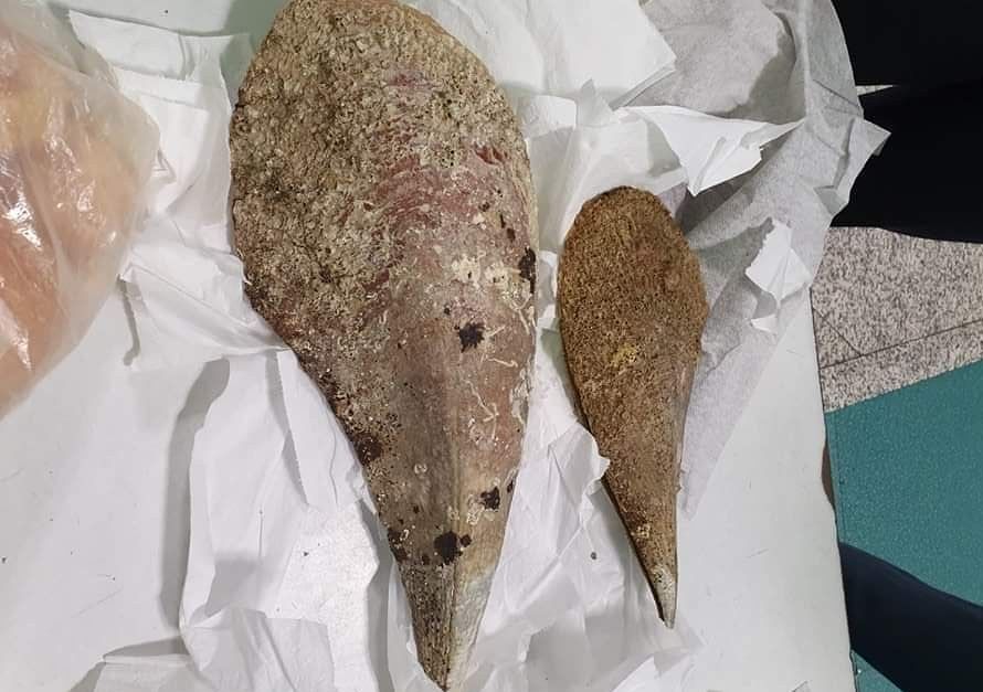 Sardegna, bloccati all’aeroporto con due Pinne nobilis nascoste in valigia: “Basta con questi saccheggi”