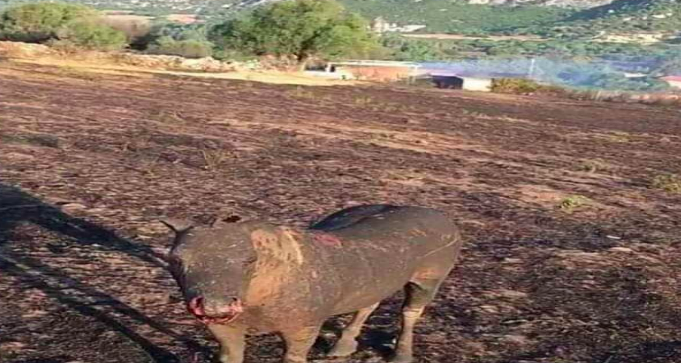 Rogo di Siniscola, i lavoratori di Forestas devolvono un contributo in beneficenza