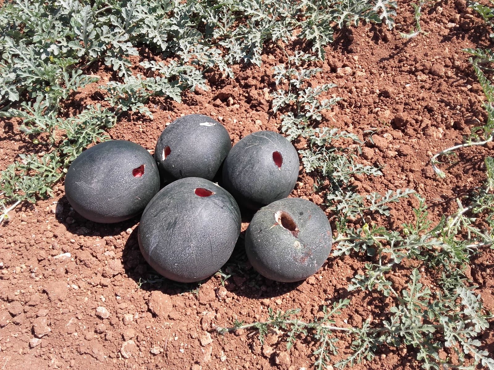 Angurie sarde devastate dalle cornacchie, l’allarme della Coldiretti