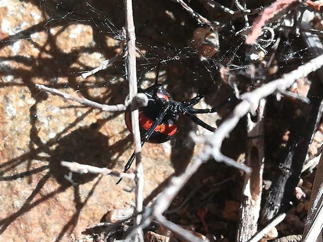Sardegna, tornano gli avvistamenti dell’Argia: ecco quando il ragno può essere pericoloso