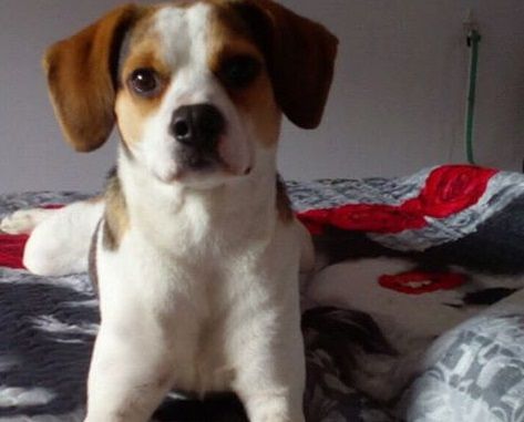 Cagliari, cagnolino scomparso a Sant’Elia: “500 euro di ricompensa a chi ritrova Birillo”